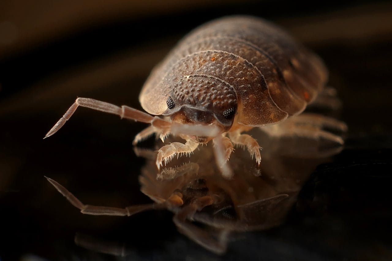 Bed bug treatment Royal Oak MI - professional bed bug extermination